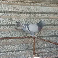 سبز|پرنده|بم, |دیوار
