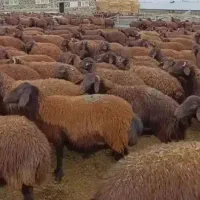 پخش گوسفند زنده مغان و افشار کاملا بهداشتی