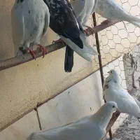 کفتر کبوتر تهرانی پرشی و بازیکن