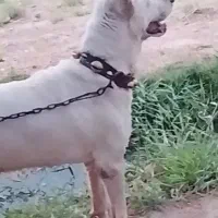 سگ سرابی