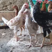 جوجه شوربه ایی