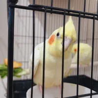 عروس هلندی لوتینو