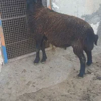 همو وهترو نروماده