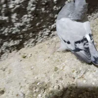 کبوتر شامی