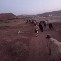 بره هترو