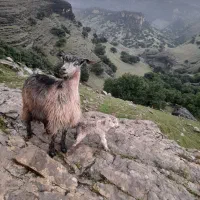 یک راس بز و بزغاله دره شهر