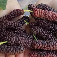 فروش نهال توت موزی