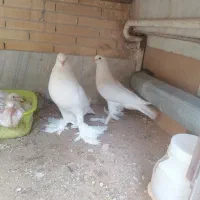 کفتر بادکنکی