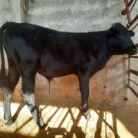 یک عدد گوساله نر دورگ