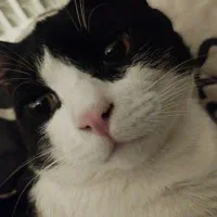 گربه نر یکساله