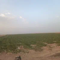 هندوانه پوست نازک همدان