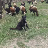 توله گله ای