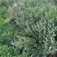 نعنا گلدار برای عرق گیری