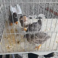 ۴عددبلدرچین مینیاتوری تخم گذار
