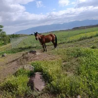 اسب مادیان