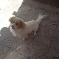 پاپی