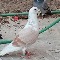پشتی آلمانی .سرور