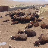 گوسفند