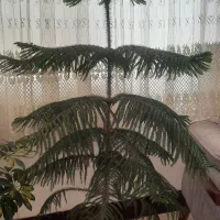 گل کاج مطبق اشک ملکه شفلرا