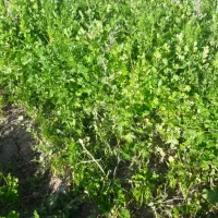 سبزی خورشت و خوردن  باغچه ای به قیمت سر زمین