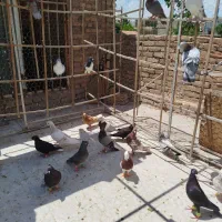 کبوتر|پرنده|سبزوار, شرق کال میانی|دیوار
