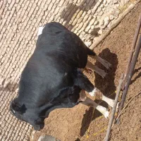 گاو گوساله نر اماده ذبح چاق