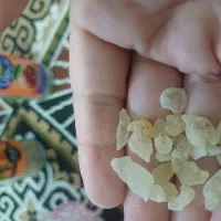 یه تن گندم ساورز موجوده