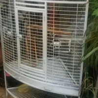 قفس آرا کاسکو