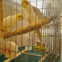 عروس هلندی با جوجه