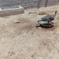سه عدد بو قلمون