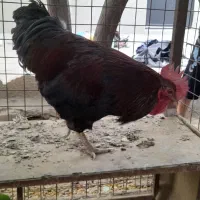 خروس و مرغ