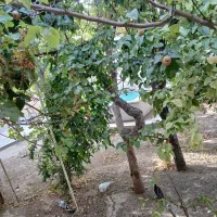 کبوتر تهرانی