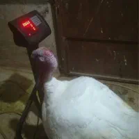 پیش فروش جوجه های۲۰ روزه بیوتی ۶ اصل