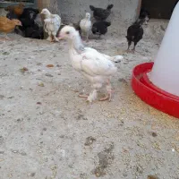 جوجه برهما