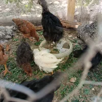 جوجه 2 ماهه محلی