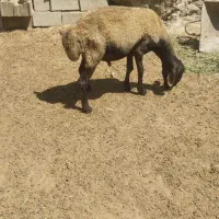 قوچ شال افشار
