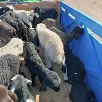 بره شیری|حیوانات مزرعه|یزد, |دیوار