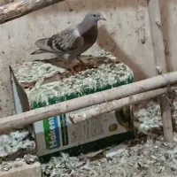 باسلام جوجه پلاکی آفتاب نخورده باب جعل کردن