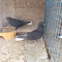 تعدای دم سفید فروشی