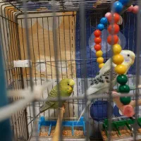 فروش یک جفت مرغ عشق جوان