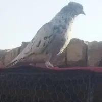 نرماده سور