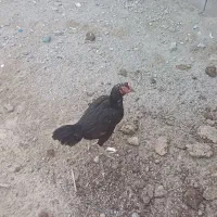 مرغ ذات دار