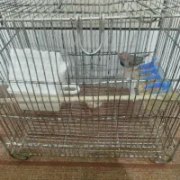 یک جفت فنچ نر و ماده