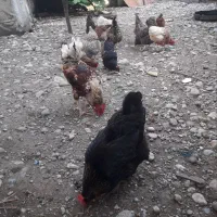 مرغ و خروس