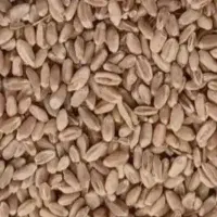 گندم درجه یک