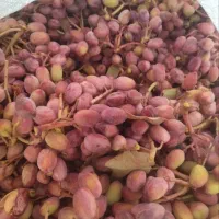 فروش پسته