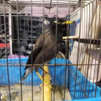 مرغ مینا یک ساله بالغ