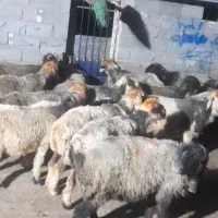 میش بختیاری