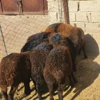 بره ماده اصل قزل افشار