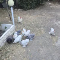مرغ و خروس کوشین